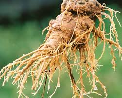 Panax notoginseng